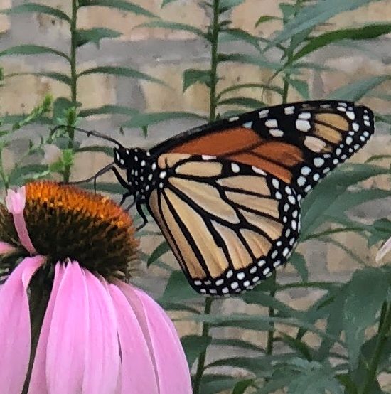 20 States, DC Sue Over Rules Weakening Endangered Species Protections