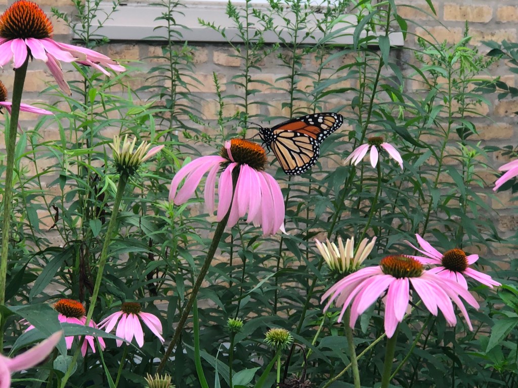 Seeking Monarch Butterfly Protections, conservation Orgs Sue US Fish and Wildlife&nbsp;Service