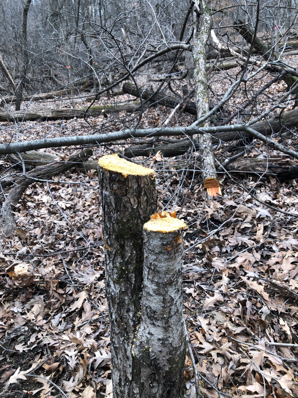 Conservationists Struggle to Mitigate Buckthorn’s Damage to Chicago Region’s Protected&nbsp;Forests