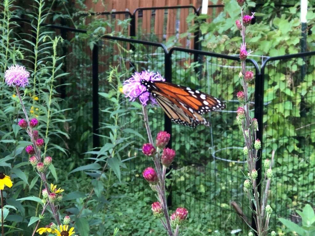 Overwintering Monarch Population Jumps Following Sharp&nbsp;Declines