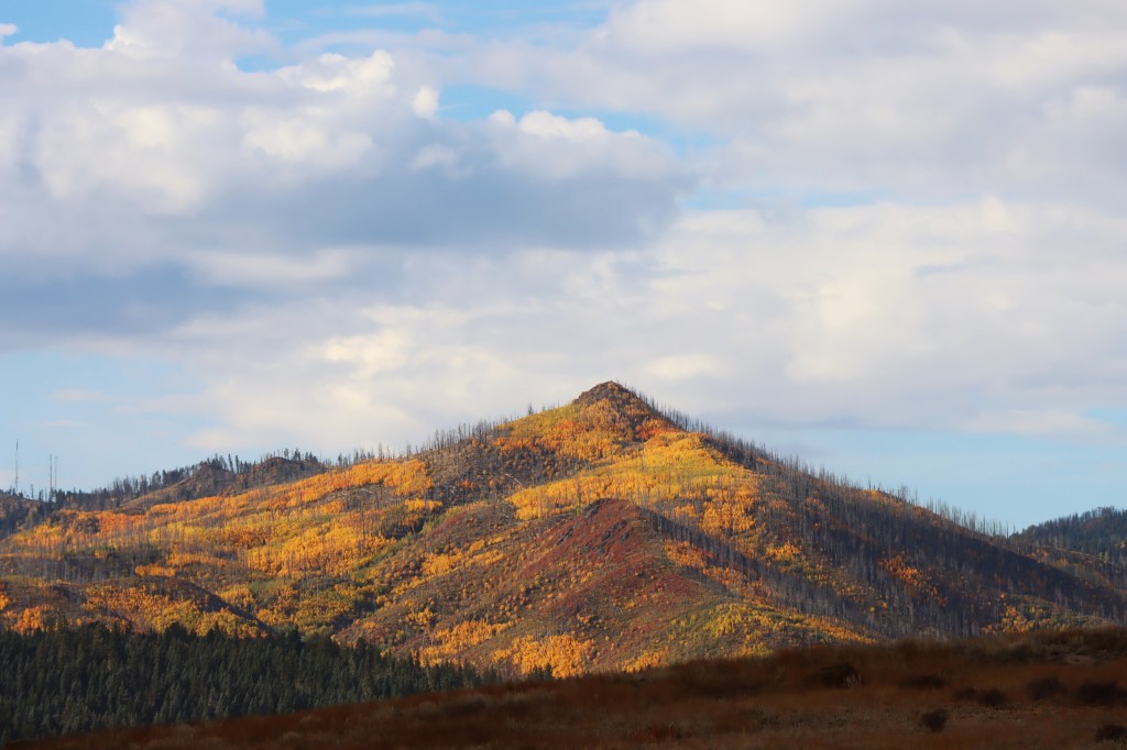 Study Results: Creating Fire Breaks, Reducing Canopy Cover creates Habitat for Diverse&nbsp;Insects
