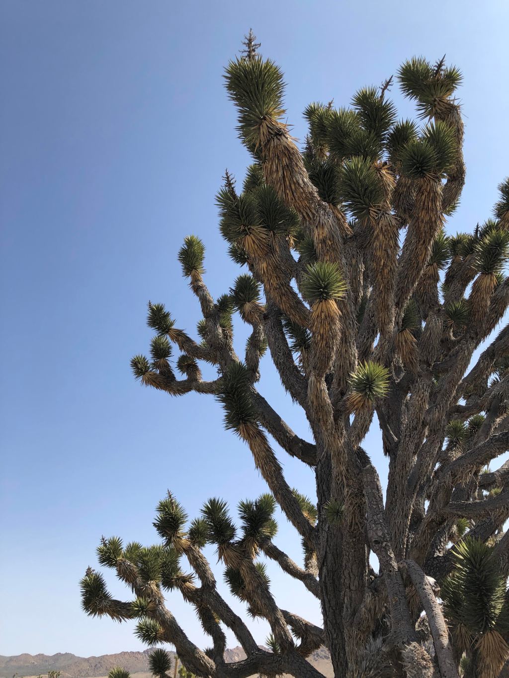 BLM Approves Data Center on Federal Land in Mojave&nbsp;Desert