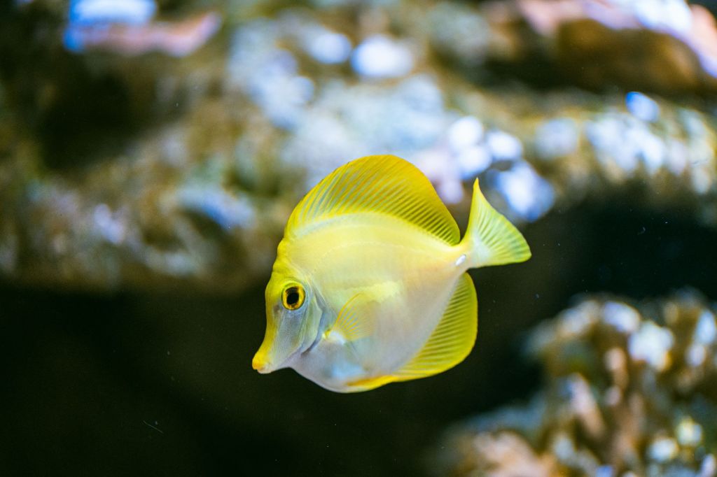 Quick Look: Hawaii’s Reef Protections, American Elm Breeding, Georgia’s Protected Species, National Park&nbsp;Housing