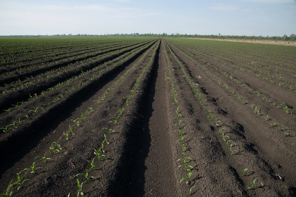 Environmental, Food Safety Groups Sue EPA Over Herbicide Approval