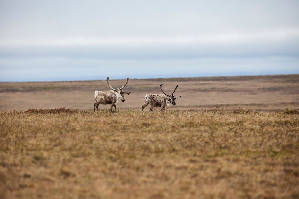 US Interior Department to Forgo Environmental Studies, Expand Fossil Fuel Activities in&nbsp;Alaska